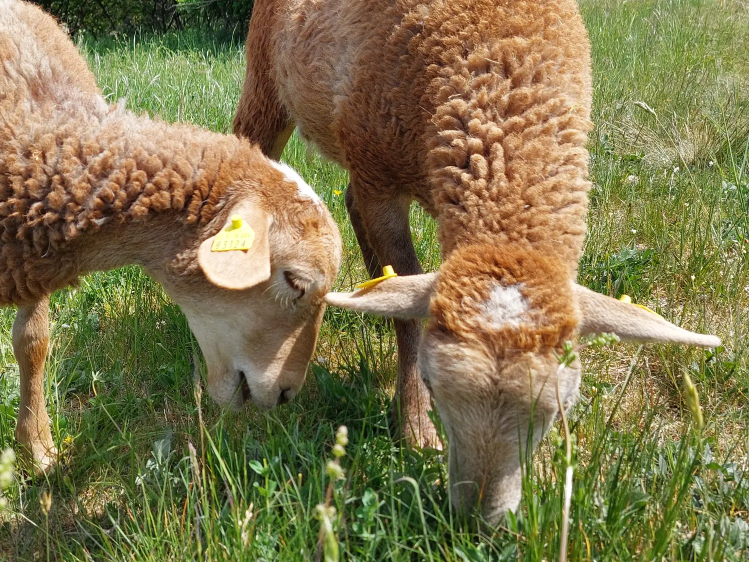 Unsere Tiere