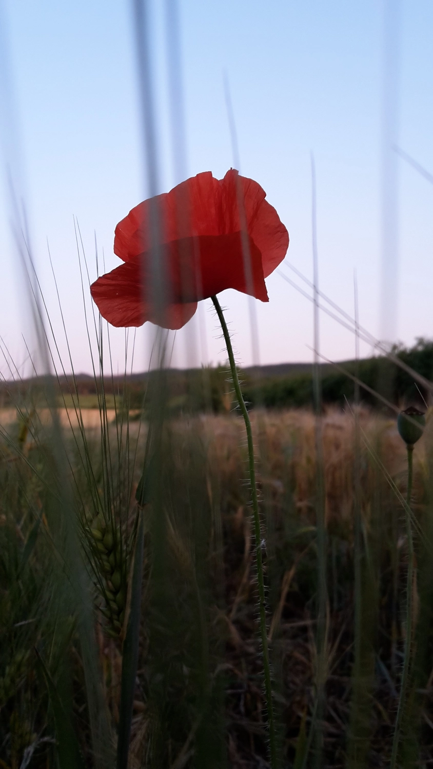 Natur-pur