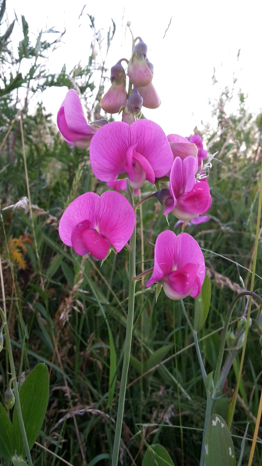 Natur-pur