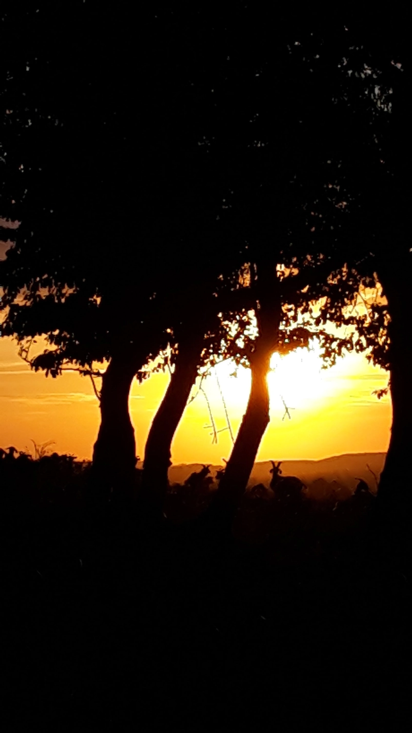 Natur-pur
