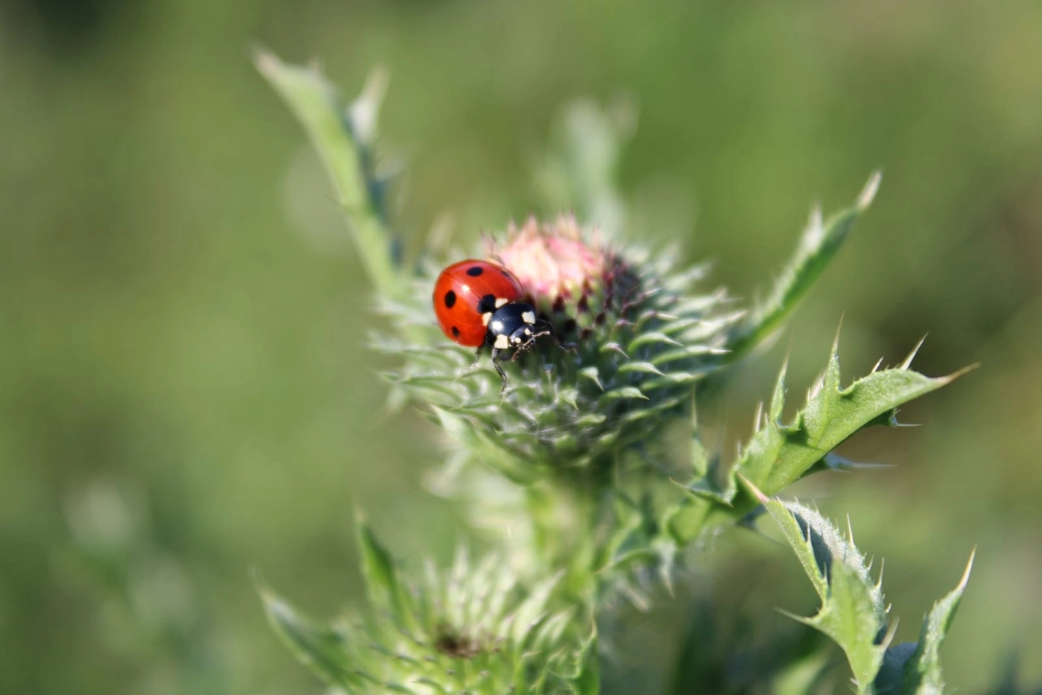 Natur-pur