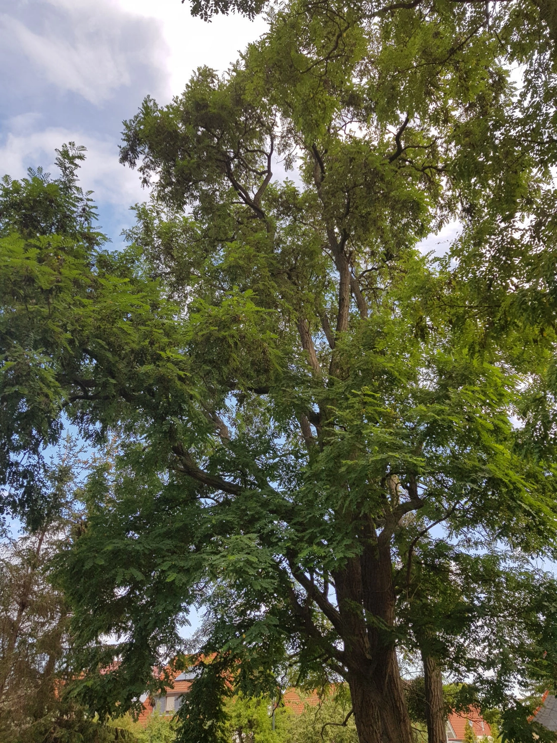Natur-pur