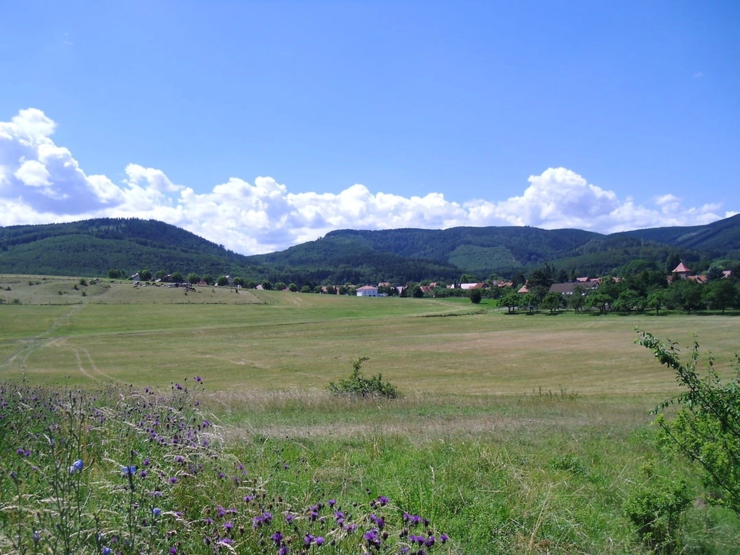 Natur-pur