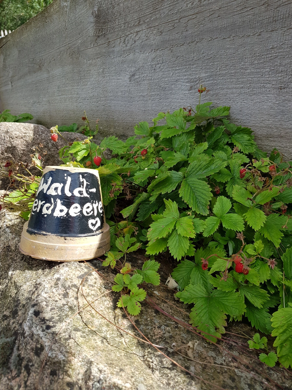 Natur-pur