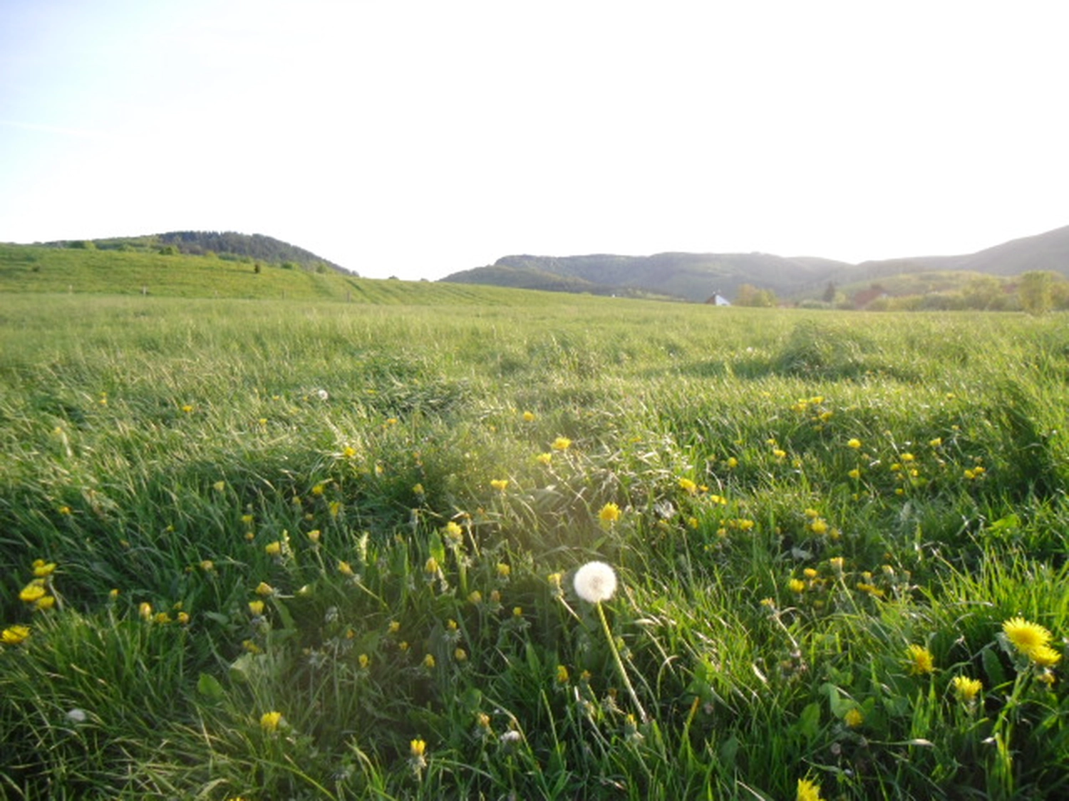 Natur-pur