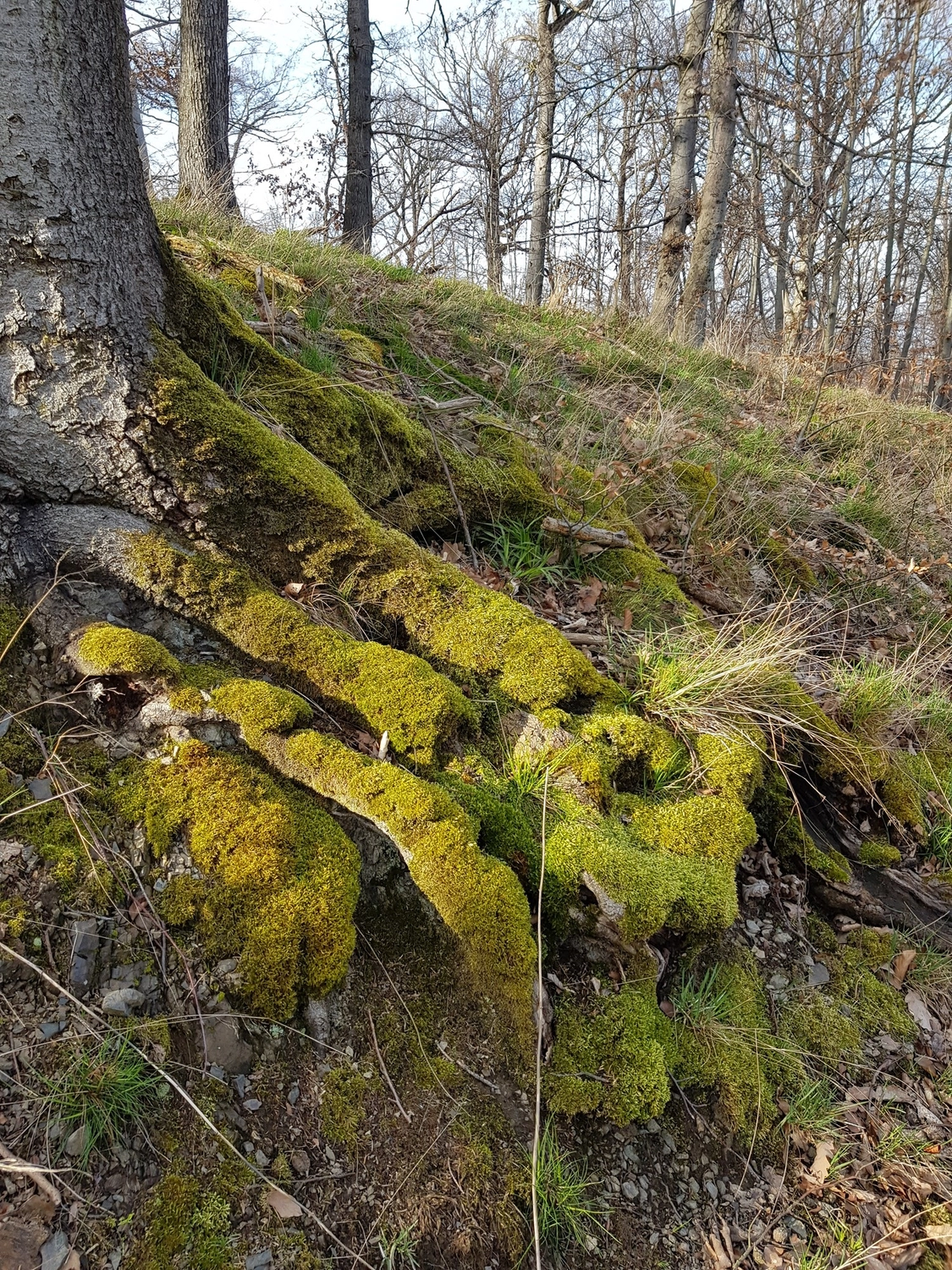 Natur-pur