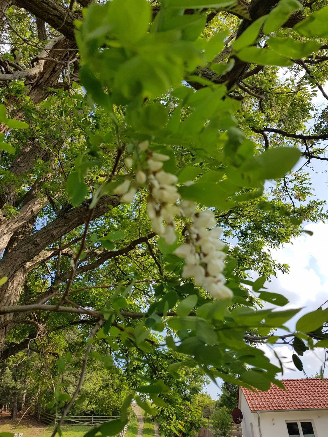 Natur-pur