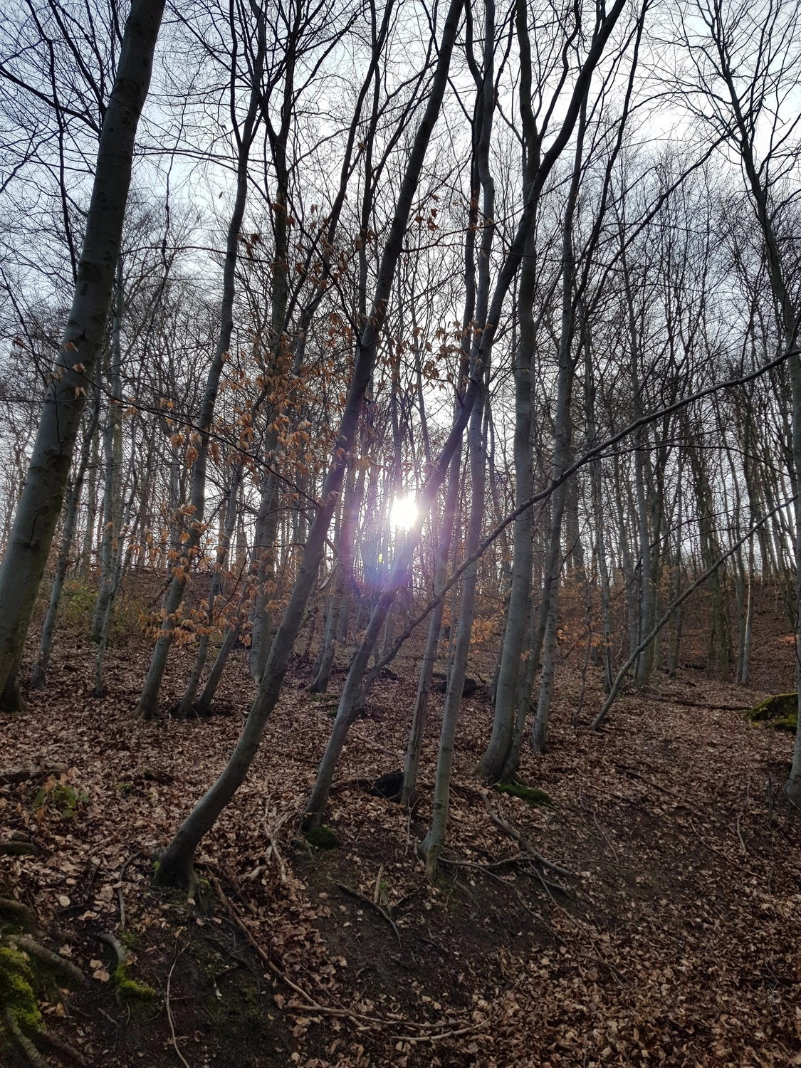 Natur-pur