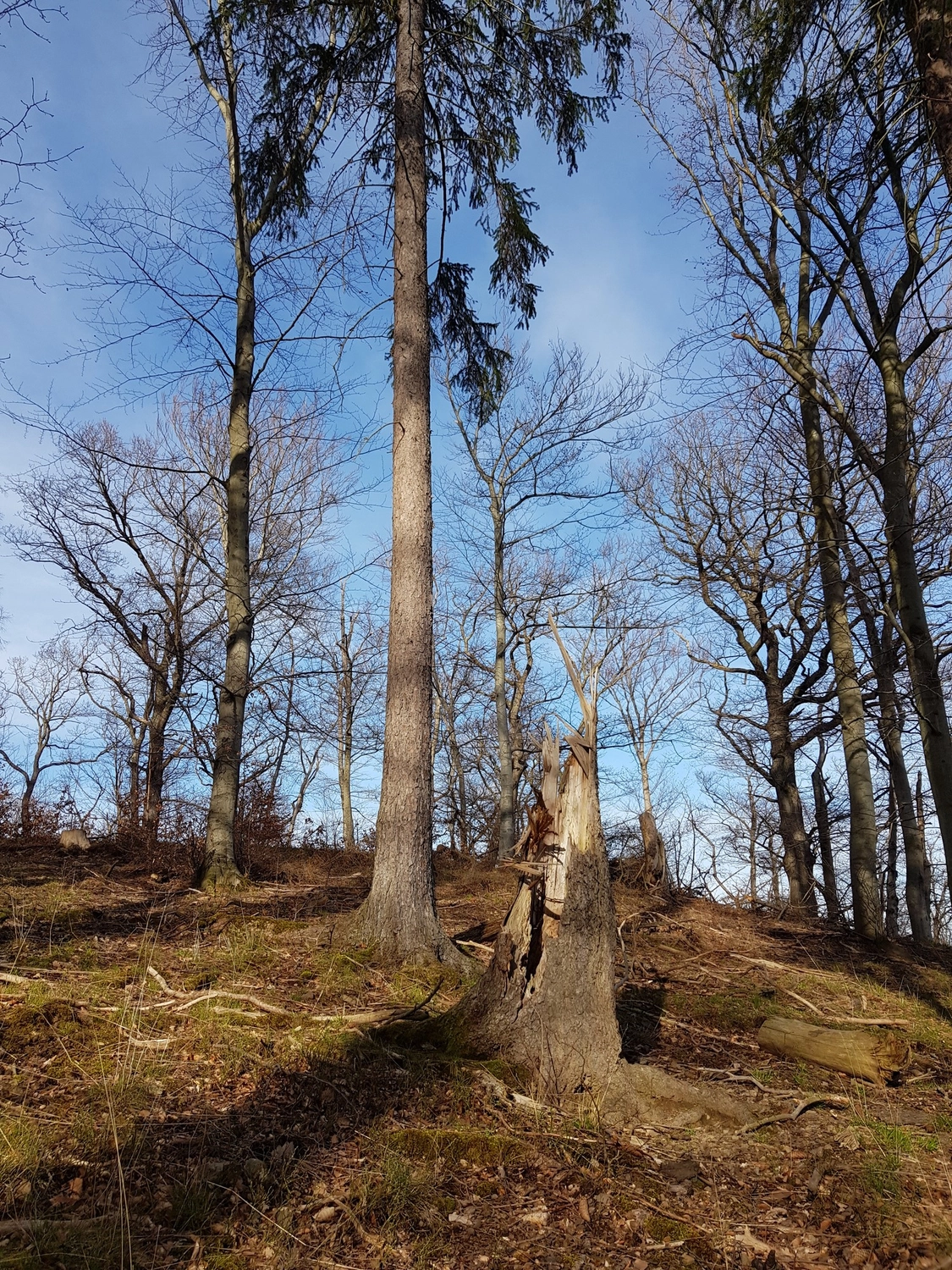 Natur-pur