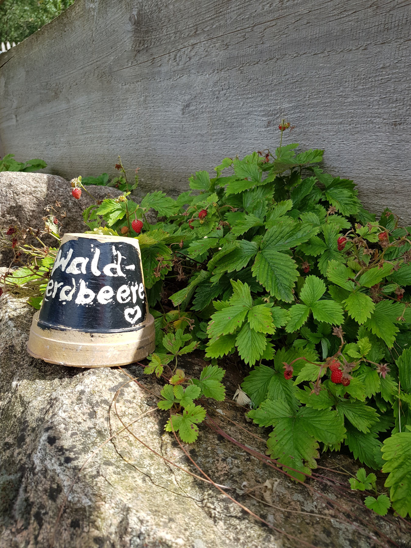 Walderdbeeren-zum-Naschen