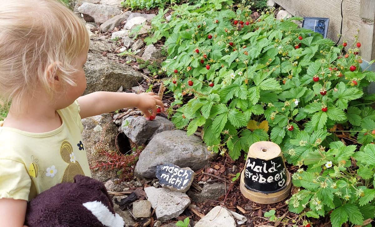 Walderdbeeren